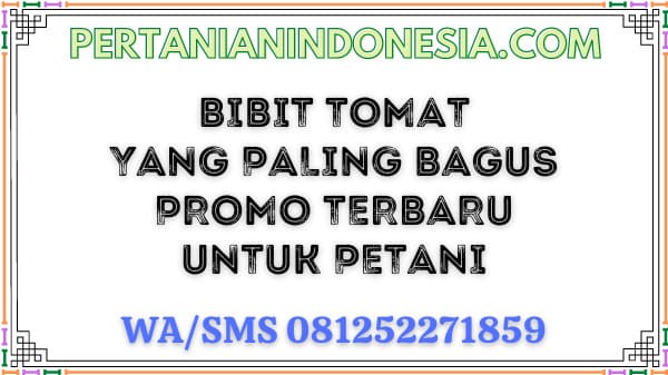 Bibit Tomat Yang Paling Bagus Promo Terbaru Untuk Petani